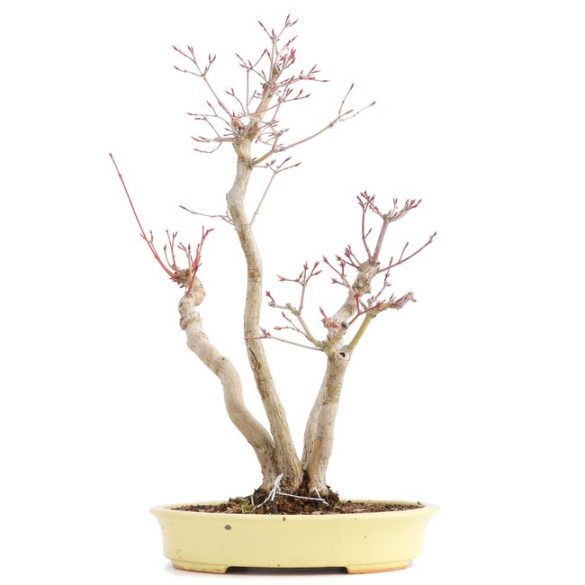 Acer palmatum, 37 cm, ± 12 ans, dans un pot japonais fait main par monsieur Hattori avec une fissure