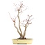 Acer palmatum, 37 cm, ± 12 years old, in a handmade Japanese pot by mister Hattori with a crack