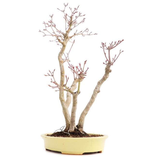 Acer palmatum, 37 cm, ± 12 years old, in a handmade Japanese pot by mister Hattori with a crack