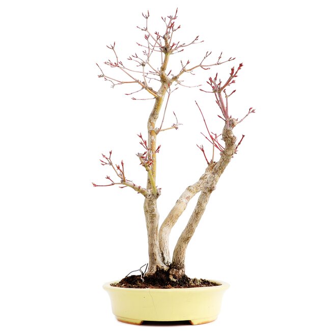 Acer palmatum, 37 cm, ± 12 anni, in un vaso giapponese fatto a mano dal signor Hattori con una crepa