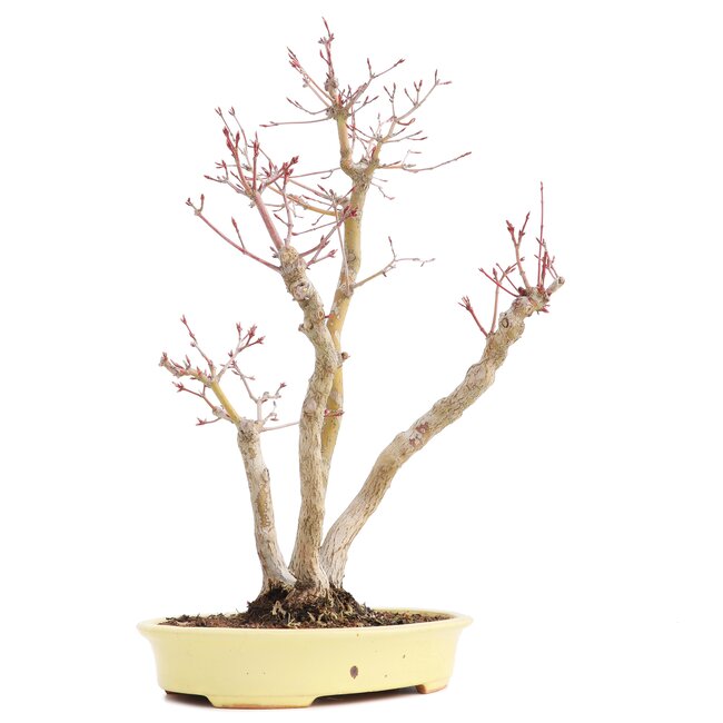 Acer palmatum, 37 cm, ± 12 jaar oud, in een handgemaakte Japanse pot van de heer Hattori met een barst