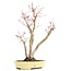 Acer palmatum, 37 cm, ± 12 Jahre alt, im handgefertigten japanischen Topf von Herrn Hattori mit Riss