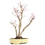 Acer palmatum, 37 cm, ± 12 years old, in a handmade Japanese pot by mister Hattori with a crack