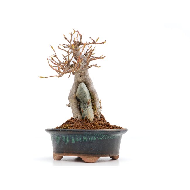 Acer buergerianum, 14,5 cm, ± 25 ans