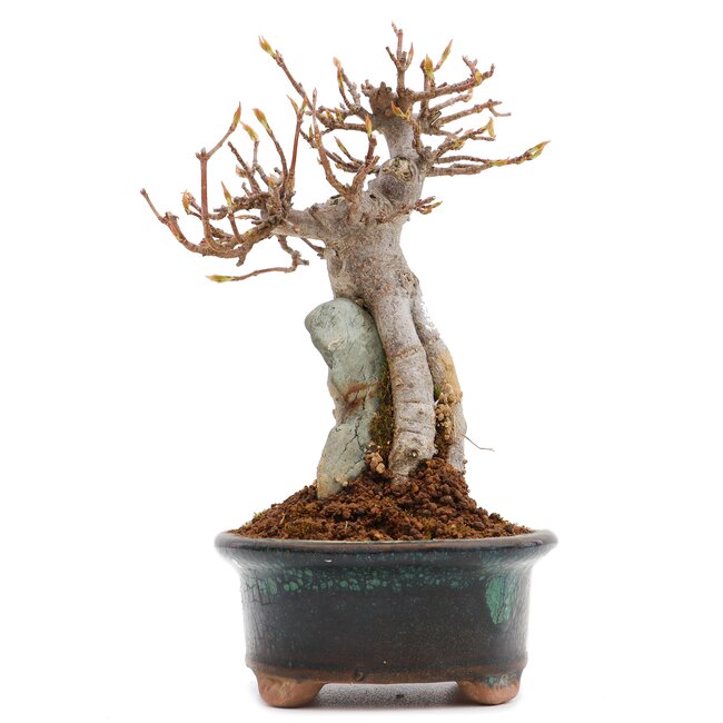 Acer buergerianum, 14,5 cm, ± 25 anni