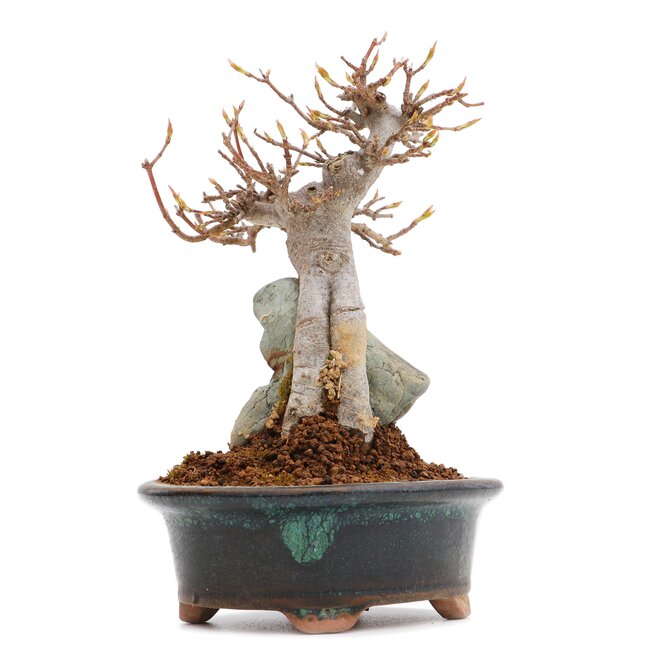 Acer buergerianum, 14,5 cm, ± 25 jaar oud