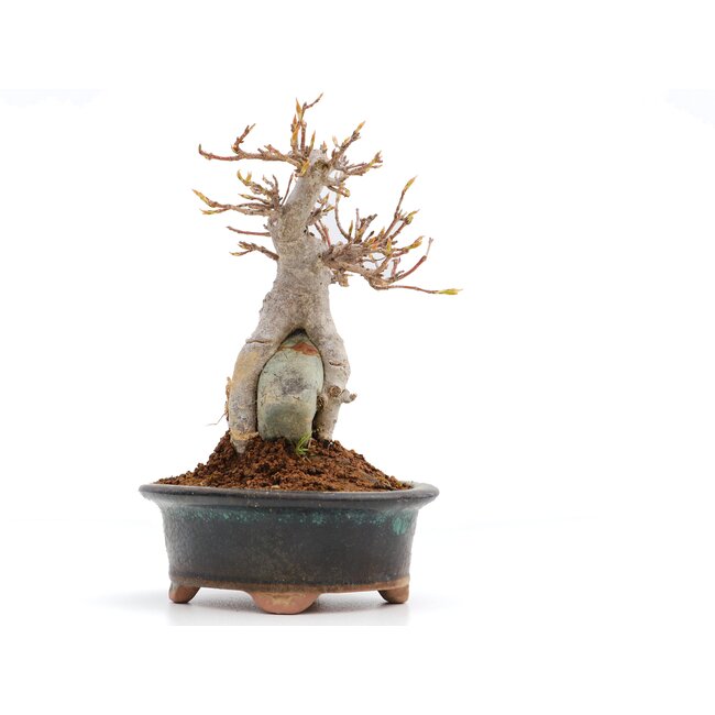 Acer buergerianum, 14,5 cm, ± 25 jaar oud