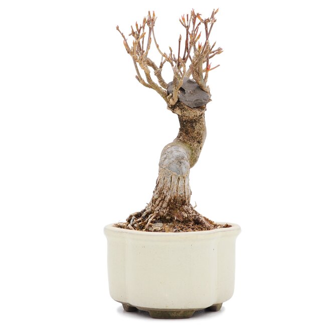 Acer buergerianum, 13,5 cm, ± 15 anni