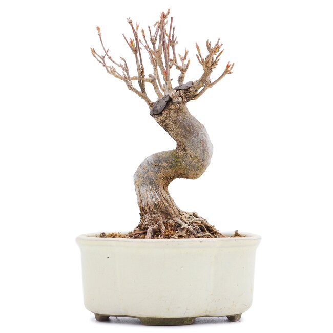 Acer buergerianum, 13,5 cm, ± 15 years old