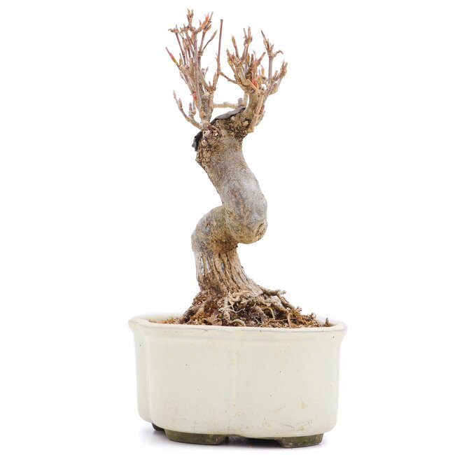 Acer buergerianum, 13,5 cm, ± 15 jaar oud