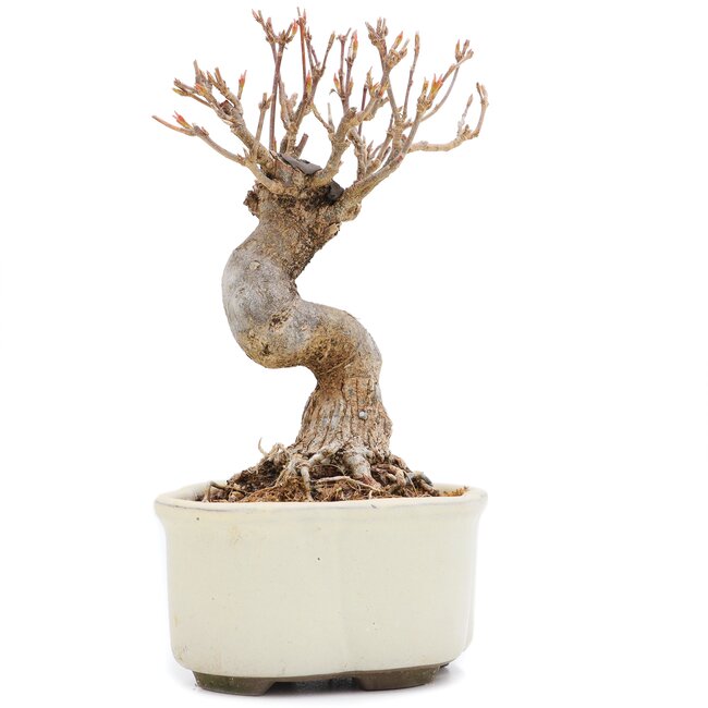 Acer buergerianum, 13,5 cm, ± 15 ans