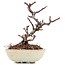 Pyracantha, 9 cm, ± 8 years old