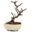 Pyracantha, 9 cm, ± 8 years old