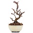 Pyracantha, 9 cm, ± 8 years old