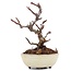 Pyracantha, 9 cm, ± 8 years old