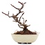 Pyracantha, 9 cm, ± 8 years old