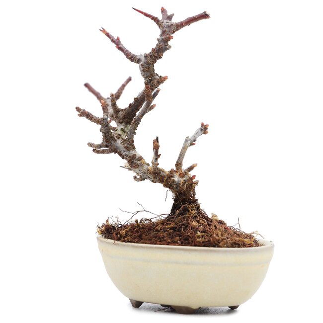 Pyracantha, 9 cm, ± 8 years old