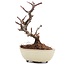 Pyracantha, 9 cm, ± 8 years old