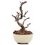 Pyracantha, 9 cm, ± 8 years old