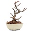 Pyracantha, 9 cm, ± 8 years old