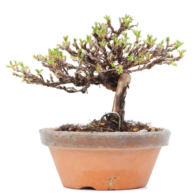 Potentilla fruticosa, 11 cm, ± 8 Jahre alt