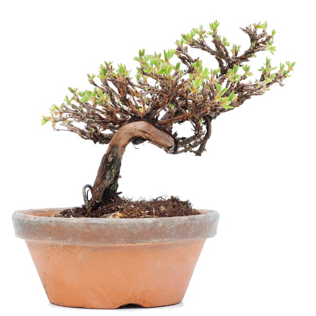 Potentilla fruticosa, 11 cm, ± 8 years old