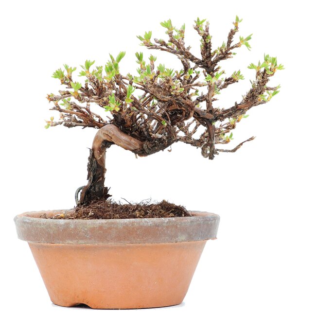 Potentilla fruticosa, 11 cm, ± 8 Jahre alt