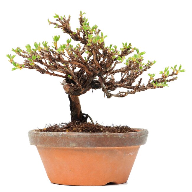 Potentilla fruticosa, 11 cm, ± 8 years old