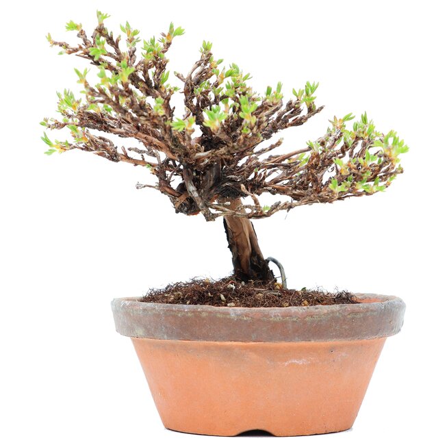 Potentilla fruticosa, 11 cm, ± 8 años