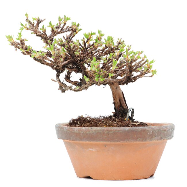 Potentilla fruticosa, 11 cm, ± 8 años