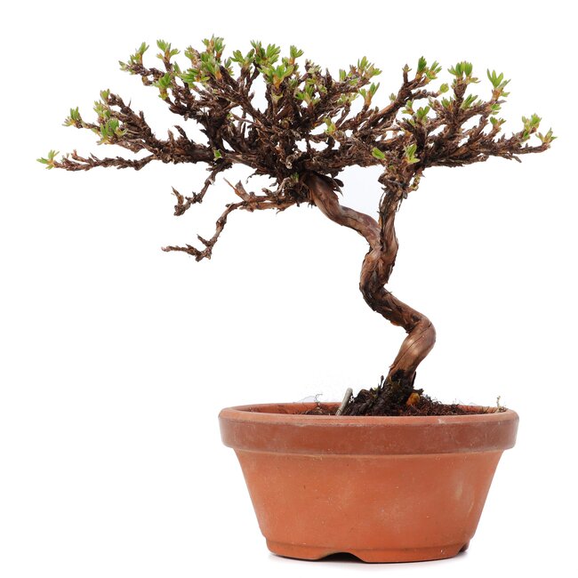 Potentilla fruticosa, 14,5 cm, ± 8 años