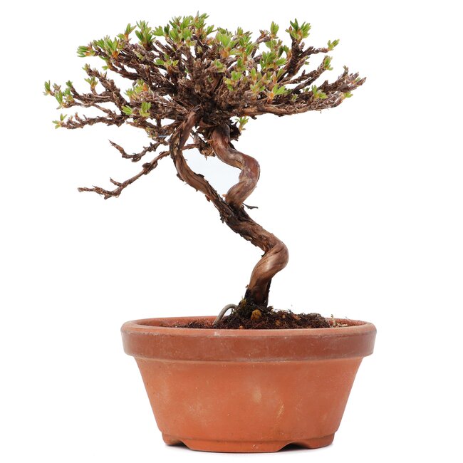 Potentilla fruticosa, 14,5 cm, ± 8 anni