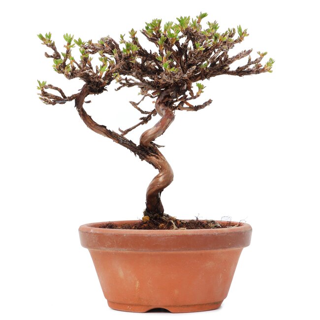 Potentilla fruticosa, 14,5 cm, ± 8 años