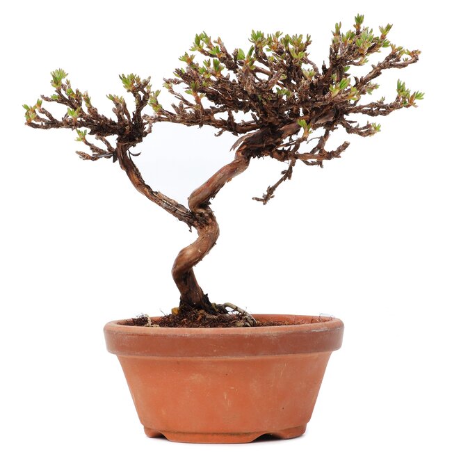 Potentilla fruticosa, 14,5 cm, ± 8 anni