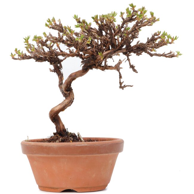 Potentilla fruticosa, 14,5 cm, ± 8 jaar oud