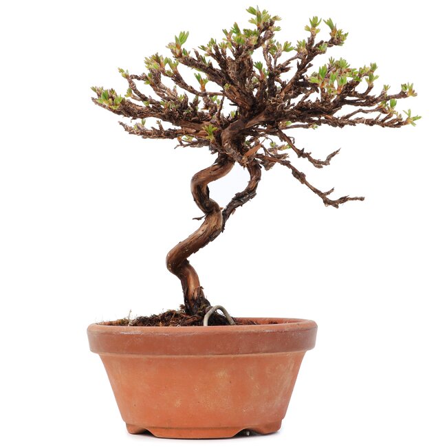 Potentilla fruticosa, 14,5 cm, ± 8 jaar oud