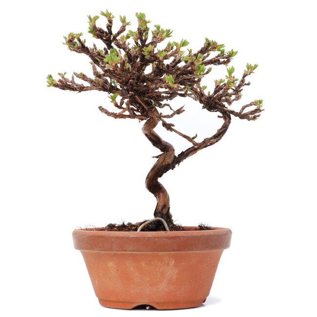 Potentilla fruticosa, 14,5 cm, ± 8 ans