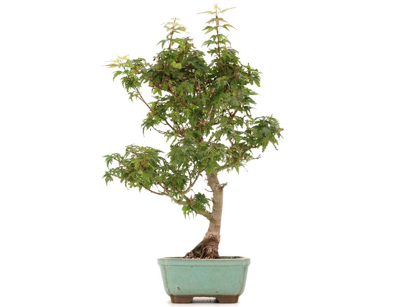 Acer palmatum Kotohime, 37,5 cm, ± 8 jaar oud, met zeer kleine blaadjes