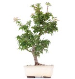 Acer palmatum Kotohime, 36 cm, ± 8 jaar oud, met zeer kleine blaadjes