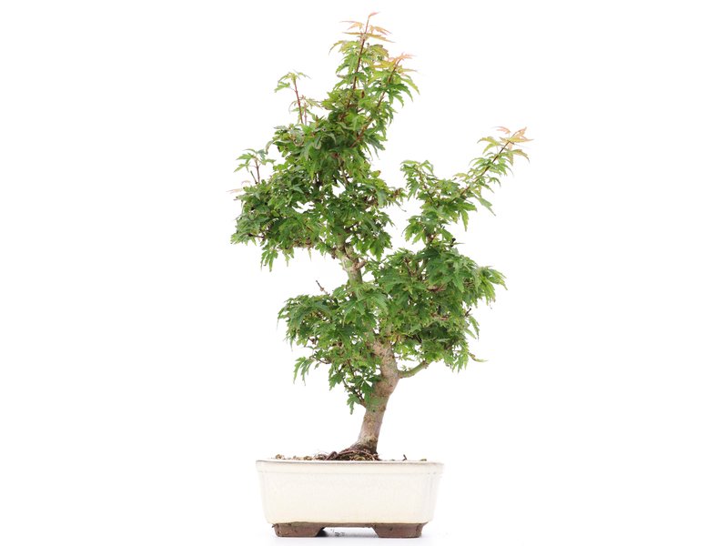 Acer palmatum Kotohime, 36 cm, ± 8 Jahre alt, mit sehr kleinen Blättern