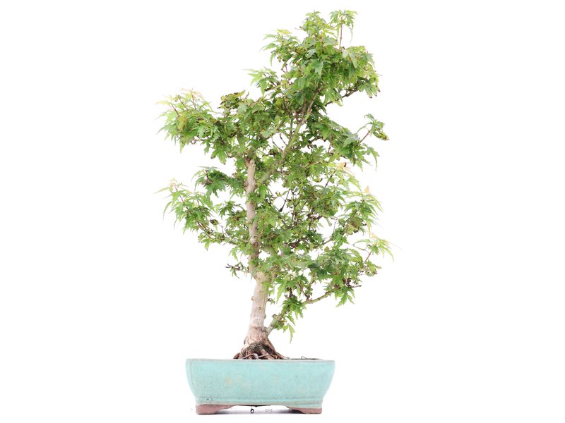 Acer palmatum Kotohime, 38 cm, ± 8 jaar oud, met zeer kleine blaadjes