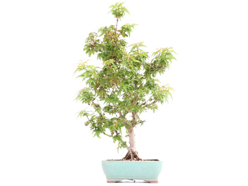 Acer palmatum Kotohime, 38 cm, ± 8 Jahre alt, mit sehr kleinen Blättern