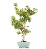Acer palmatum Kotohime, 38 cm, ± 8 jaar oud, met zeer kleine blaadjes