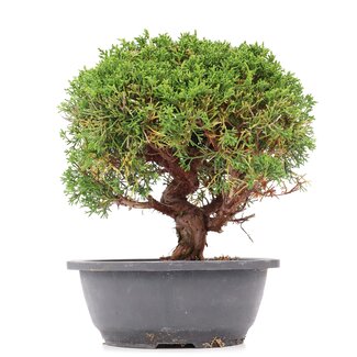 Juniperus chinensis Kishu, 26 cm, ± 15 anni