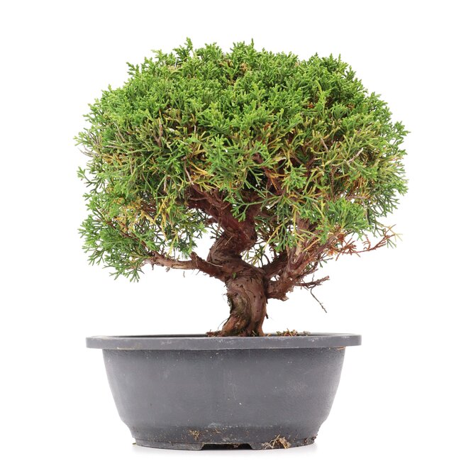 Juniperus chinensis Kishu, 26 cm, ± 15 jaar oud