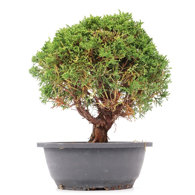 Juniperus chinensis Kishu, 26 cm, ± 15 ans