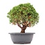 Juniperus chinensis Kishu, 26 cm, ± 15 years old