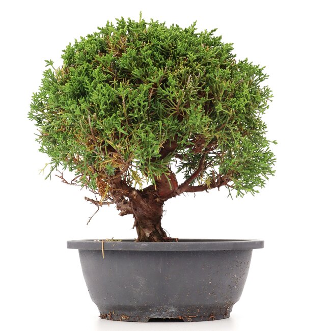 Juniperus chinensis Kishu, 26 cm, ± 15 jaar oud