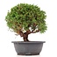 Juniperus chinensis Kishu, 26 cm, ± 15 years old