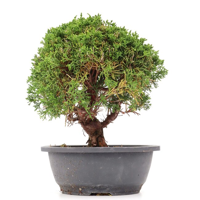 Juniperus chinensis Kishu, 26 cm, ± 15 ans